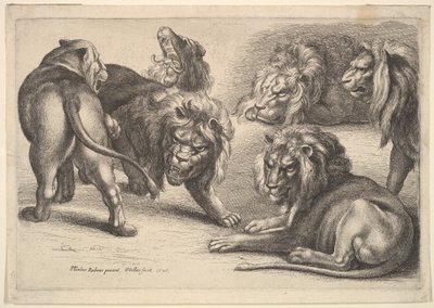 Vijf leeuwen en een leeuwin door Wenceslaus Hollar