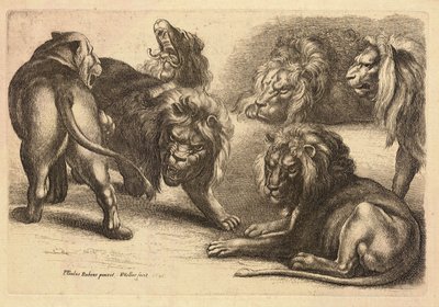 Vijf leeuwen en een leeuwin, naar Rubens door Wenceslaus Hollar