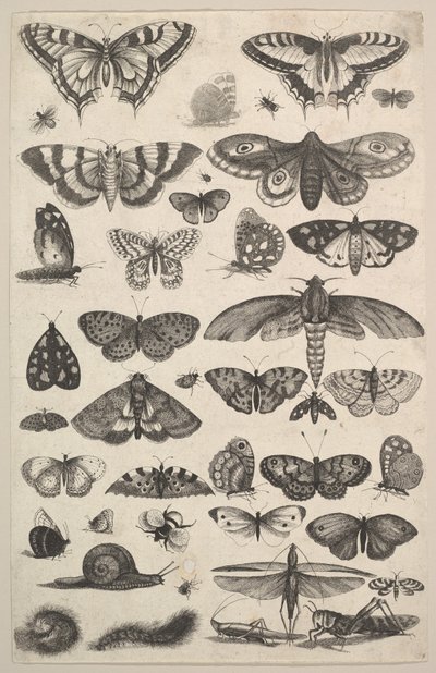 Eenenveertig Insecten, waaronder motten en vlinders door Wenceslaus Hollar
