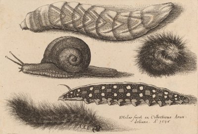 Vier rupsen en een slak, 1646 door Wenceslaus Hollar