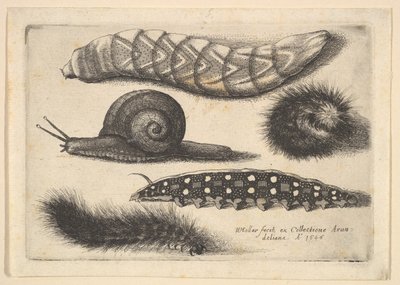 Vier Rupsen en een Slak door Wenceslaus Hollar
