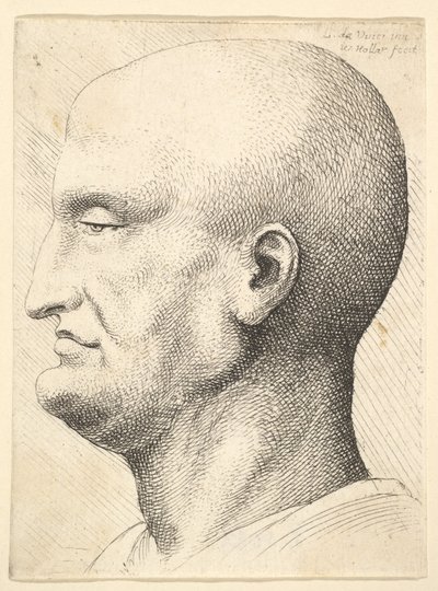 Hoofd van een kale man in profiel naar links, 1644-52 door Wenceslaus Hollar