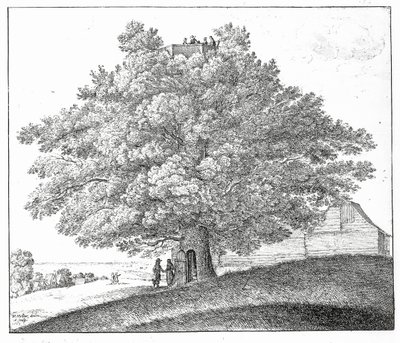 Holle Boom in Hampstead, 1663 door Wenceslaus Hollar