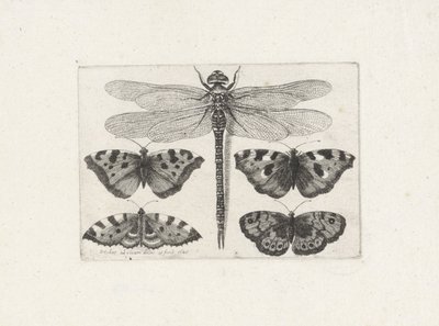 Libelle en vier vlinders door Wenceslaus Hollar