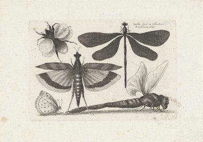 Libellen, vlinder en een hommel door Wenceslaus Hollar