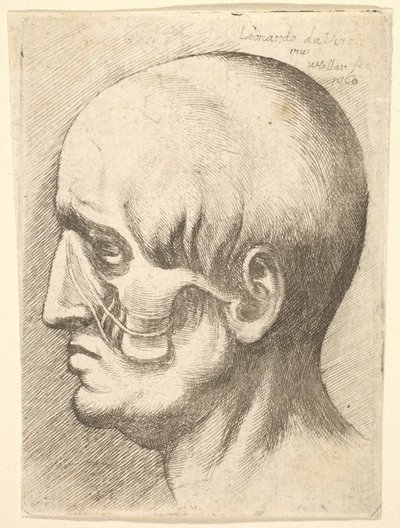 Mannelijk hoofd in profiel naar links met blootliggende spieren door Wenceslaus Hollar