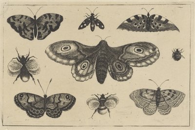 Mot, vier vlinders, twee hommels en twee andere insecten door Wenceslaus Hollar