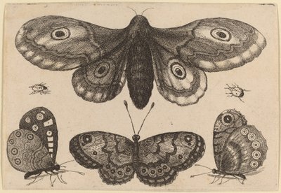 Mot, drie vlinders en twee kevers door Wenceslaus Hollar