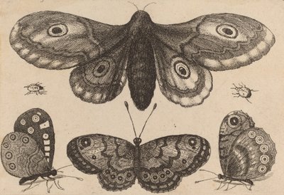 Mot, drie vlinders en twee kevers, 1646 door Wenceslaus Hollar