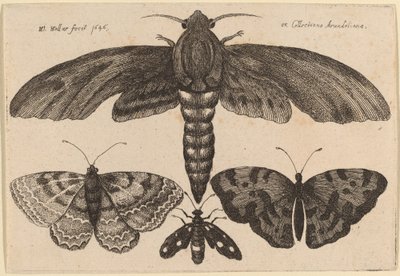 Mot en drie vlinders door Wenceslaus Hollar
