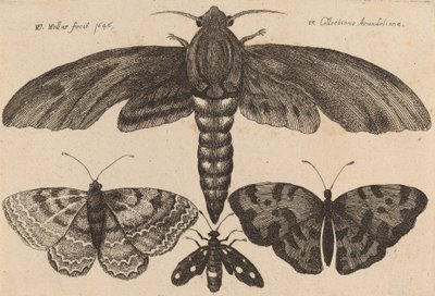 Mot en drie vlinders, 1646 door Wenceslaus Hollar