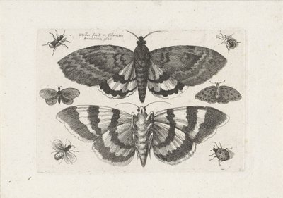 Motten en kleine insecten Insecten door Wenceslaus Hollar