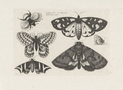 Motten, vlinders en een hommel door Wenceslaus Hollar