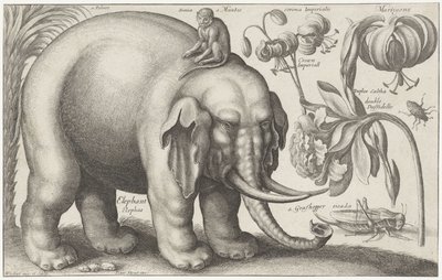 Olifant, aap, bloemen en insecten door Wenceslaus Hollar