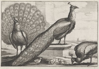 Pauwen door Wenceslaus Hollar