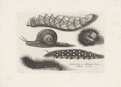 Rupsen en een slak door Wenceslaus Hollar