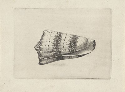 Schelp, conus imperialis Schelpen (series title) door Wenceslaus Hollar