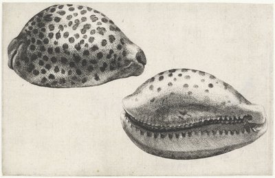 Schelp, cypraea tigris door Wenceslaus Hollar