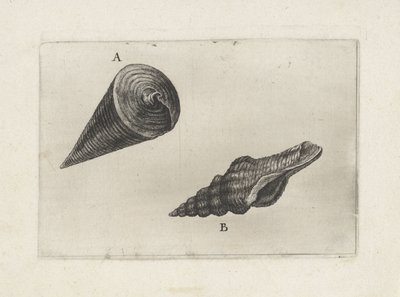 Schelpen, telescopium telescopium (A) en fusinus laticostatus (B) (Schelpen) door Wenceslaus Hollar
