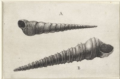 Schelpen, turritella terebra (A) en turritella duplicata (B) door Wenceslaus Hollar