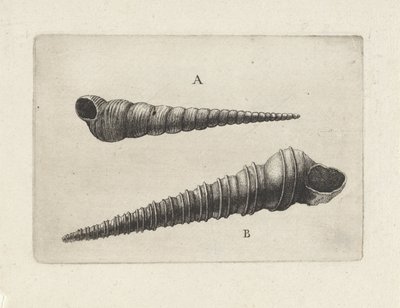Schelpen, turritella terebra en turritella duplicata door Wenceslaus Hollar