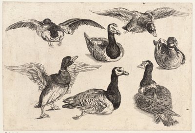 Zeven eenden door Wenceslaus Hollar