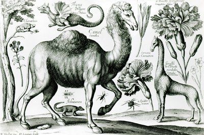 Studie van Dieren en Bloemen, gegraveerd door D. Loggan door Wenceslaus Hollar