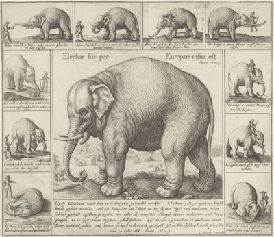 Tamme olifant door Wenceslaus Hollar