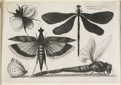 De Set Vlinders, Een van Twaalf, 1646 door Wenceslaus Hollar