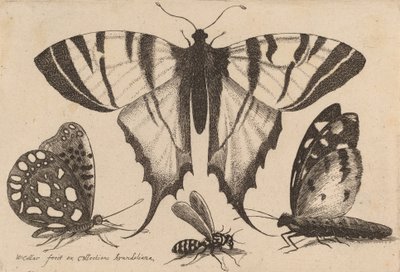 Drie Vlinders en een Wesp, 1646 door Wenceslaus Hollar