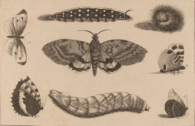 Drie rupsen, een mot en vier vlinders door Wenceslaus Hollar