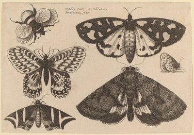 Drie motten, twee vlinders en een hommel door Wenceslaus Hollar