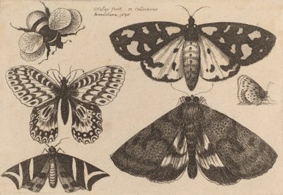 Drie motten, twee vlinders en een hommel, 1646 door Wenceslaus Hollar
