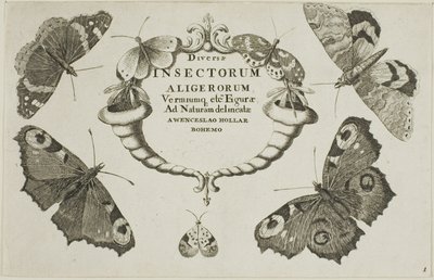 Titelpagina uit Diversae Insectorum door Wenceslaus Hollar