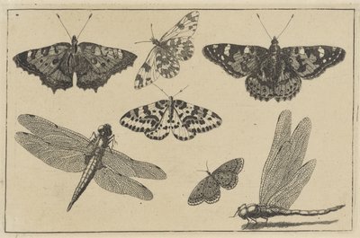 Twee libellen en vijf vlinders door Wenceslaus Hollar