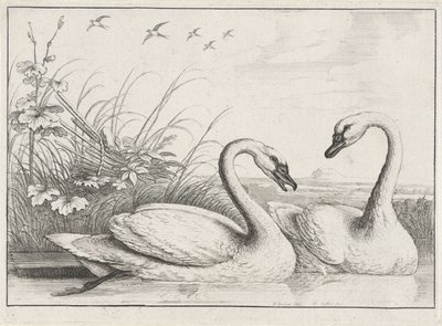 Twee zwanen door Wenceslaus Hollar
