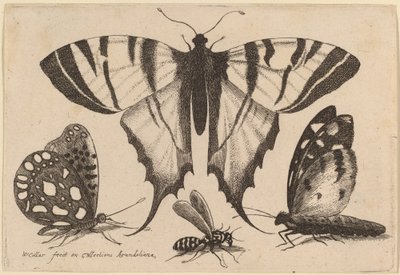 Twee vlinders, een wesp en een mot door Wenceslaus Hollar