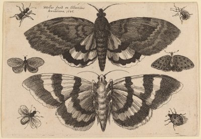 Twee motten en zes insecten door Wenceslaus Hollar