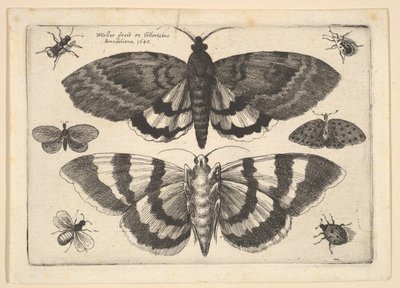 Twee Motten en Zes Insecten door Wenceslaus Hollar