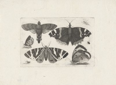 Vier vlinders, een mot, twee torren en een vlieg door Wenceslaus Hollar