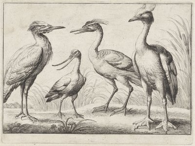 Vier waadvogels door Wenceslaus Hollar