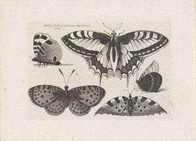 Vijf vlinders, Insecten (serietitel), Muscarum Scarabeorum (serietitel) door Wenceslaus Hollar