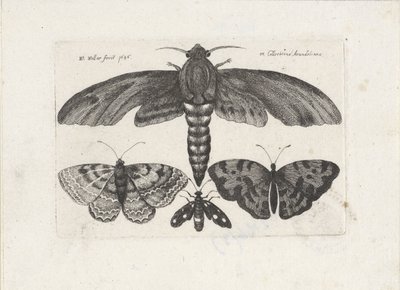 Vlinders en een mot door Wenceslaus Hollar