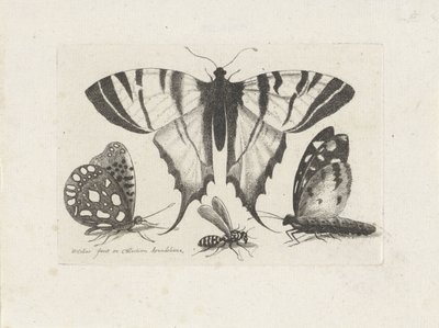 Vlinders en een wesp door Wenceslaus Hollar