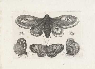 Vlinders, torren en een mot door Wenceslaus Hollar