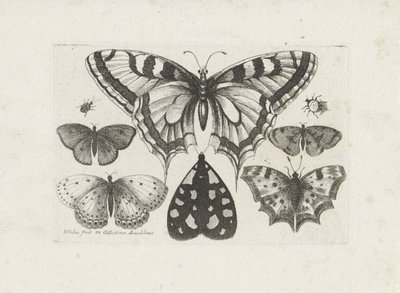 Vlinders, torren en een mot door Wenceslaus Hollar
