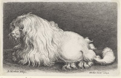 Witte hond door Wenceslaus Hollar