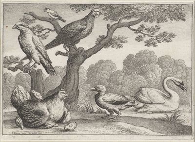 Zwaan, kip met kuikens en andere vogels door Wenceslaus Hollar
