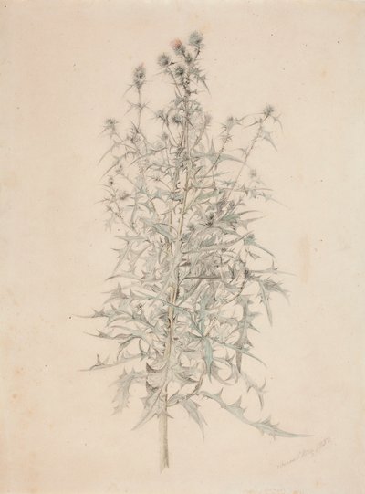Distel door Werner Holmberg