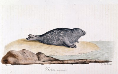 Zeehond door Werner Werner